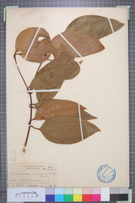 Specimen thumbnail